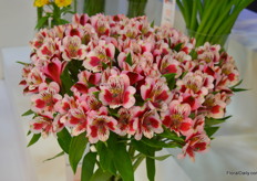 A new variety named Sweethearth